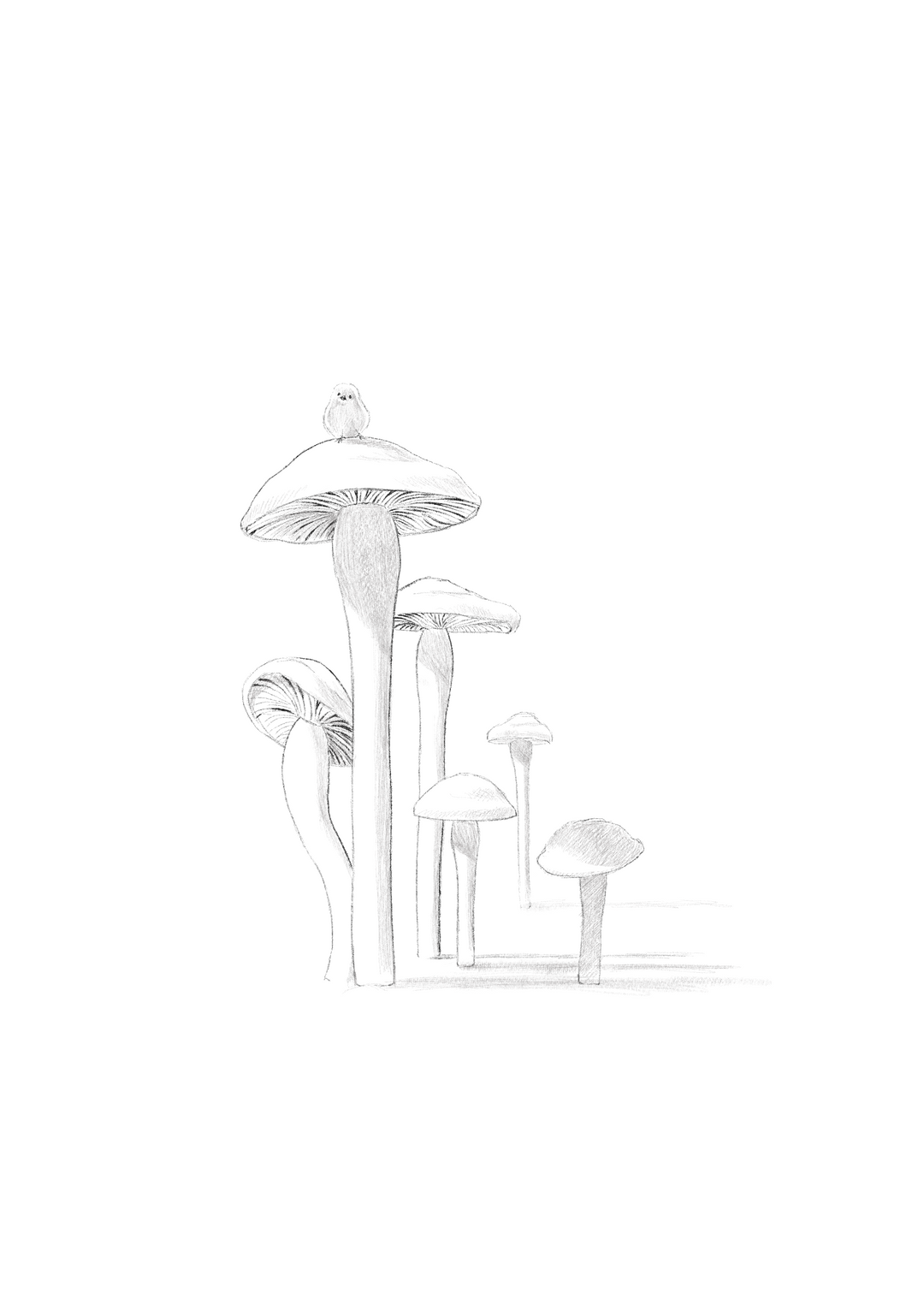 Mushroom Sketch