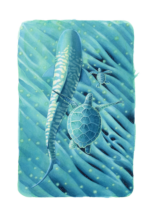 TigerShark & Turtle Print