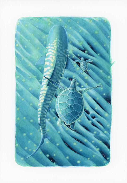 A4 Original Artwork - Turtle & Tiger Shark