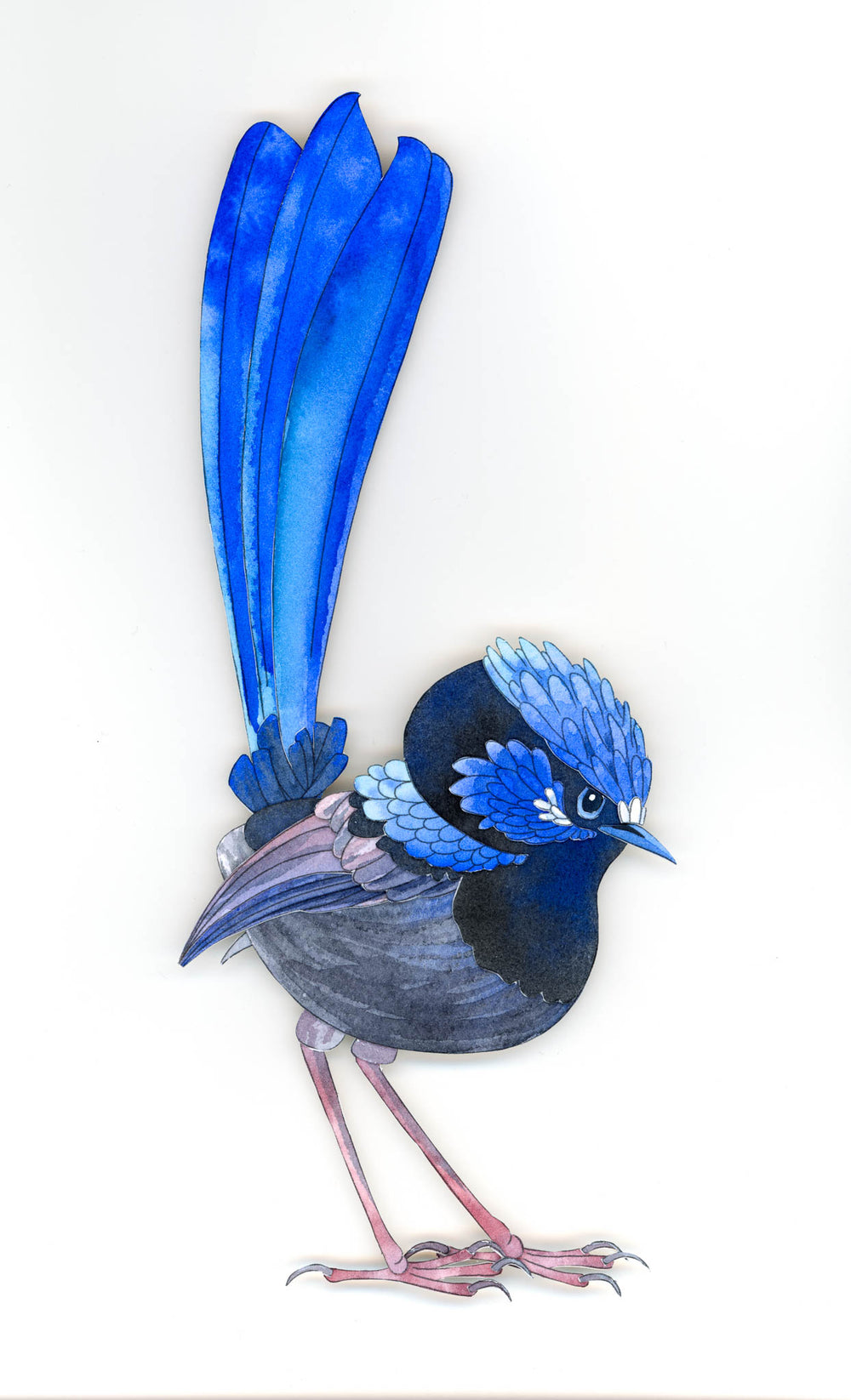 Framed Paper Sculpture - Bruce Wesley The Blue Wren